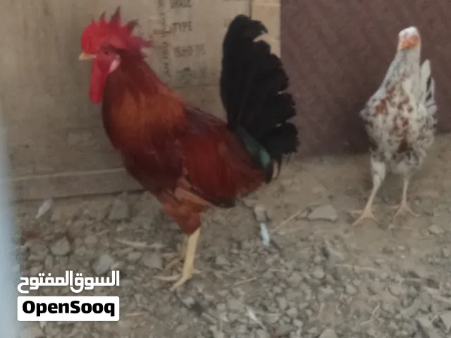 البيع ديك فرنسي