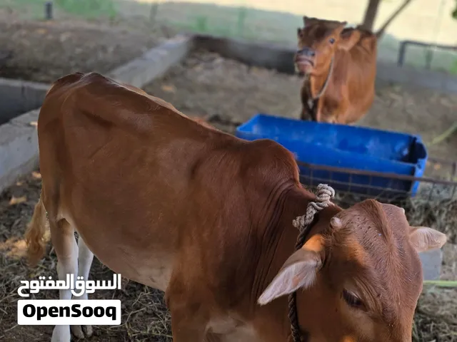 عجل سمين للبيع  العمر سنة و نصف تقريباً قابل للتفاوض