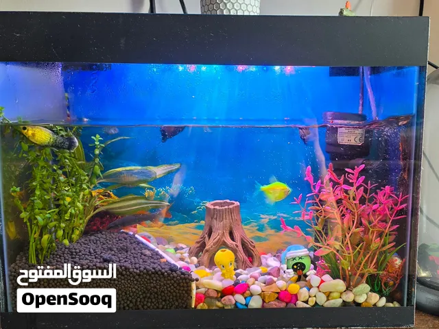 25L Glass Aquarium Tank with Decorative Setup and Fish @350Aed
