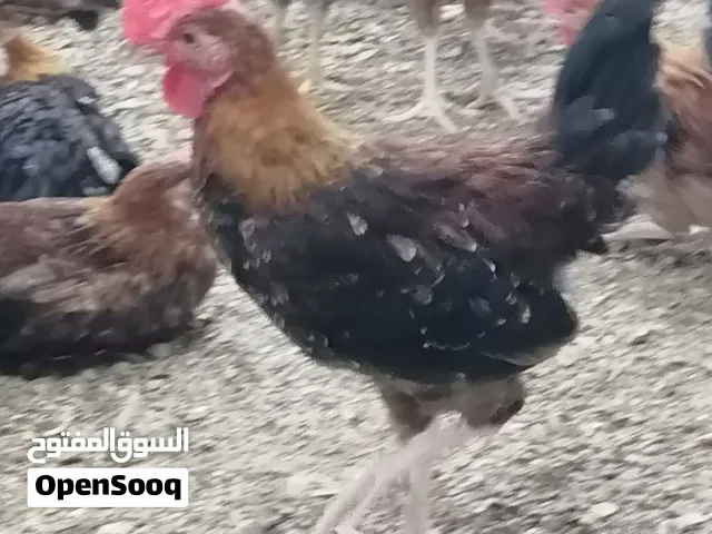 دجاج محلي فرنسي الأحمر وفرنسي الأبيض وفيومي متوفر صيصان الفرنسي الأحمر والفيومي والمحلي