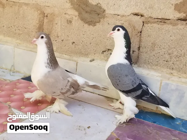 زوج بطاريق ..(شيرازي)