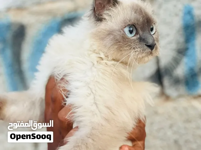 قطوس سيامي للبيع