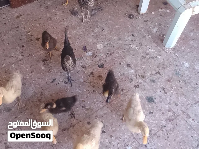 دجاج  9 حبات وبط 10 حبات