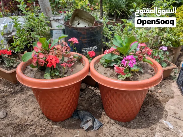 سطول زراعية مع النباتات متوفر جميع الألوان والاحجام وجميع أنواع النباتات الفاكهة والزينه والورود