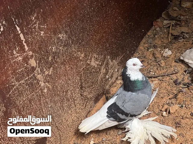 ذكر حمام هزاز