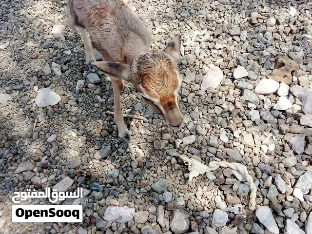 للبيع غزال الديماني انثى 420