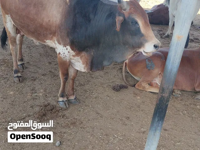 cattle for sale