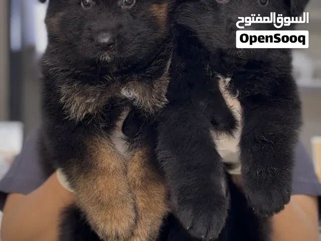 German shepherd puppies يراوه جيرمن شيبرد