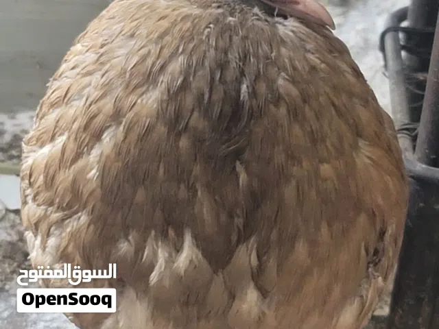 انثى حمام نفاخ مسوبع منتجه مضمونه ضمان صحة 100%