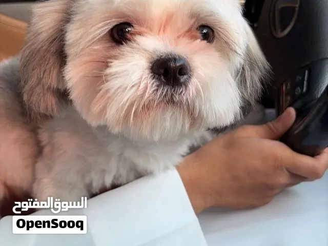 شيتزو عمره 6شهور