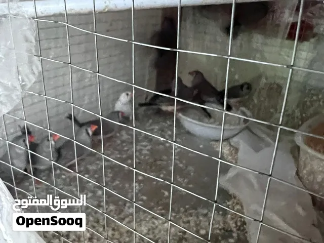 طيور جنة للبيع