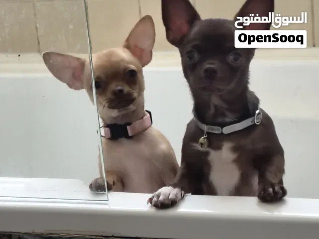 5 months mini,  teecup Chihuahua male