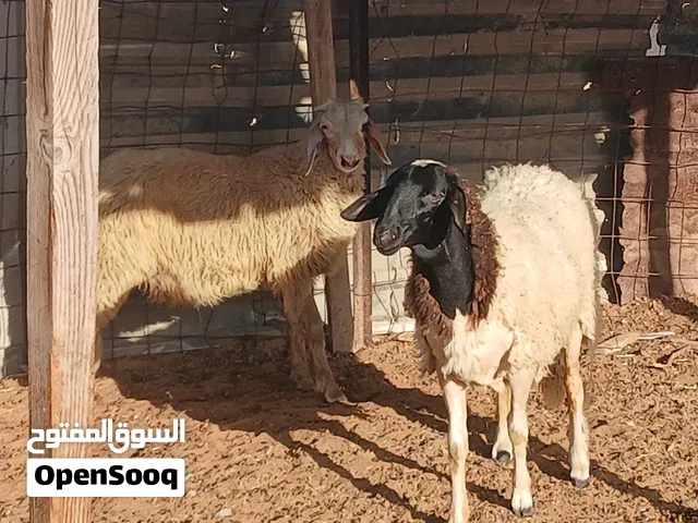 خروف وفطيمة