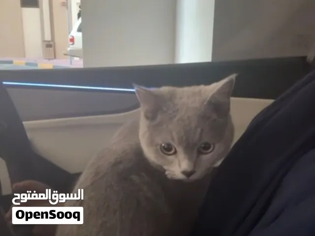 قط سكوتش ستريت للتبني