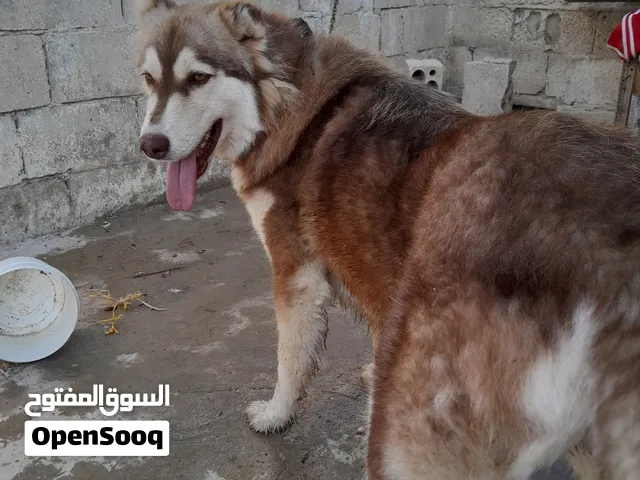 انثى هاسكي