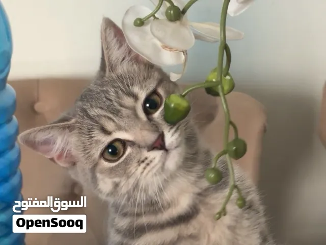 سكوتش ستريت