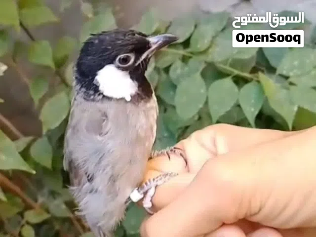 بلبل للبيع