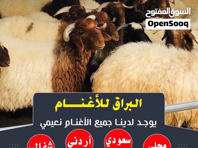 اغنام البراق