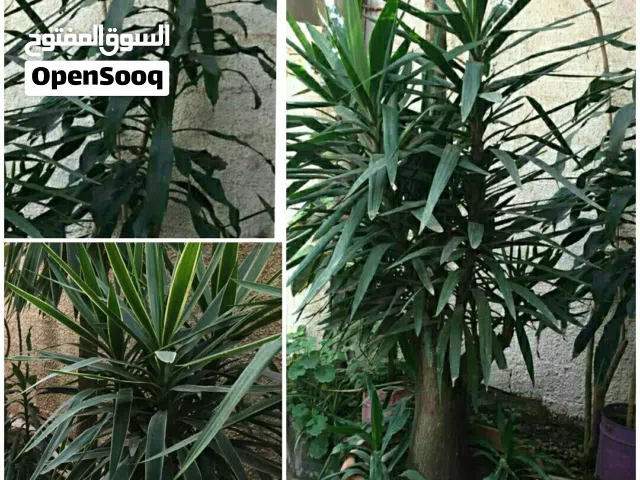 أشجار زينه و فاكهة خاصه بالفلل والحدائق