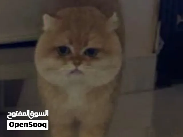 قطه سكوتش ذهبيه للبيع 1500