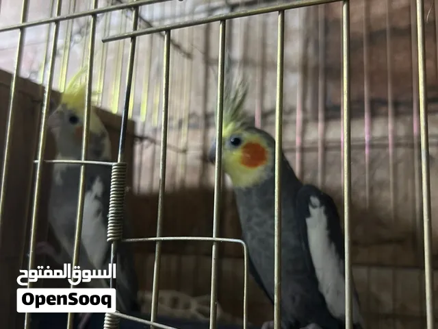 جوز كوكتيل