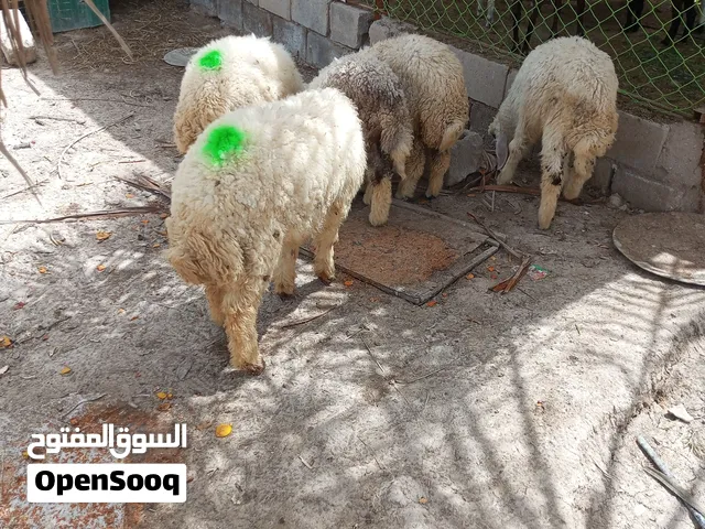 سلام عليكم يوجد ثنين فحله للبيع سمان طوبه مال لحم حلوات ملأت بيت مكان ابو الخصيب
