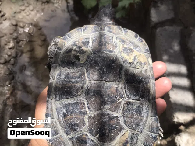 للبيع سلاحف برمائيه الحجم منتاز صحه ممنتازه شهيه مفتوحه