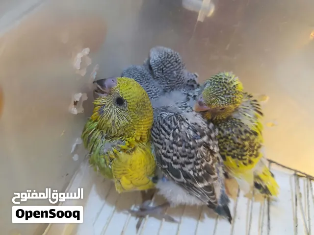 فروخ بادجي غر مشاريع هدد وولافة مميزه