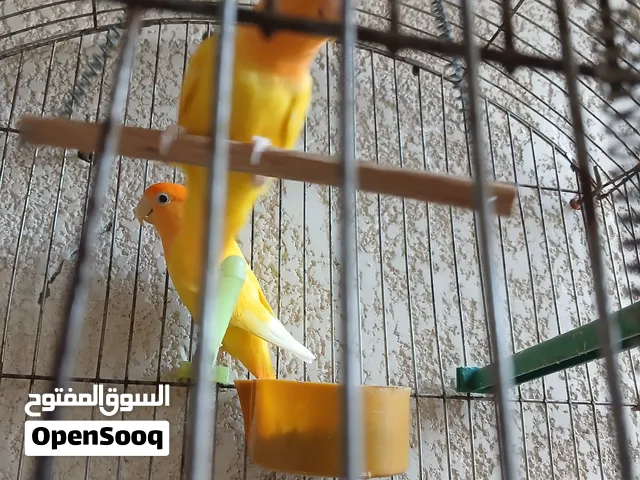 قص روز اوبلين اورنج شغال