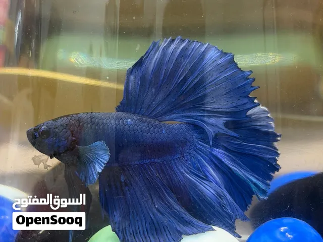 Top quality imported Betta fish available (best gift for loved once)