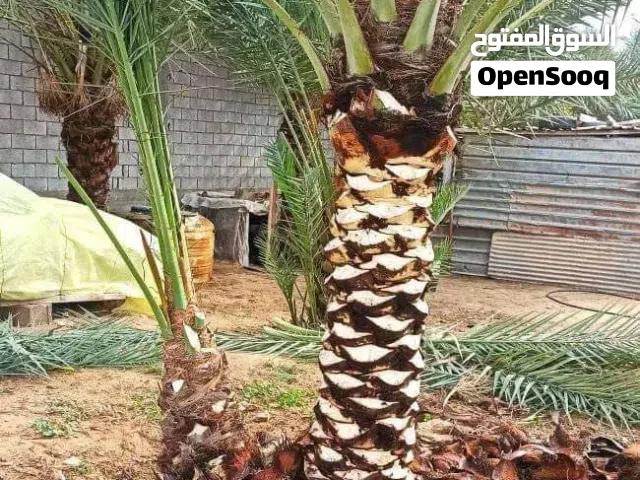 لامتلاك بركة الأرض.. نخيل مثمر من أجود الانوع الوصف: نعلن عن توفر نخيل مثمر (النوع طابوني..حلوي