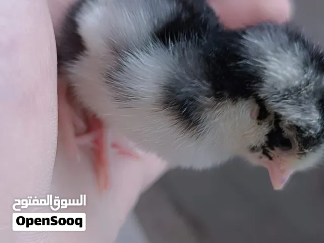 افراخ كتاكيت عرب وأبو ركيبة للبيع