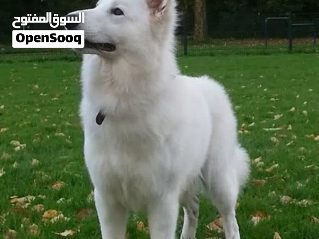 Maxamus – Beautiful Female German Shepherd + Vaccinated