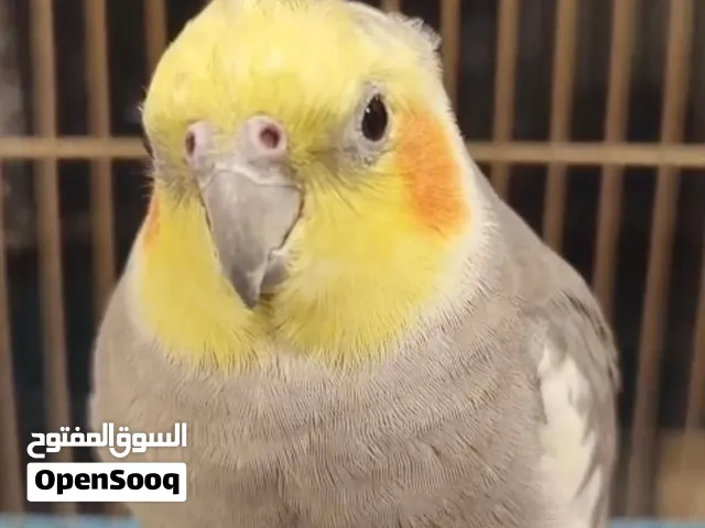 كوكتيل تربيه منزل صح ونظافه