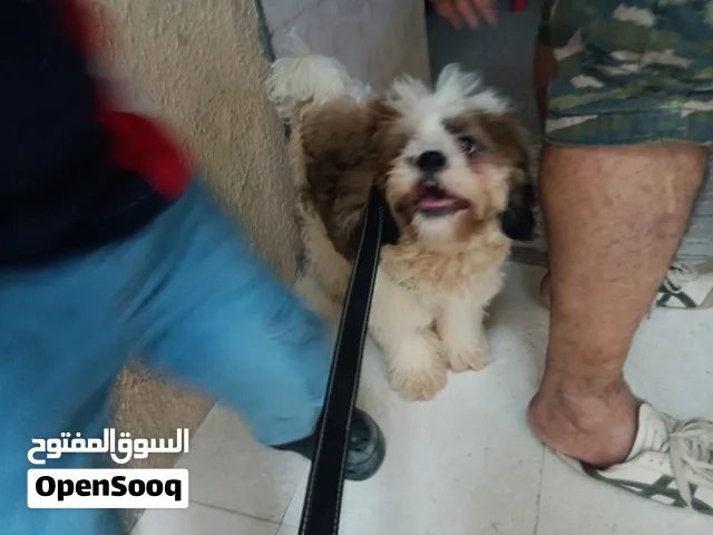 Shih tzu for sale