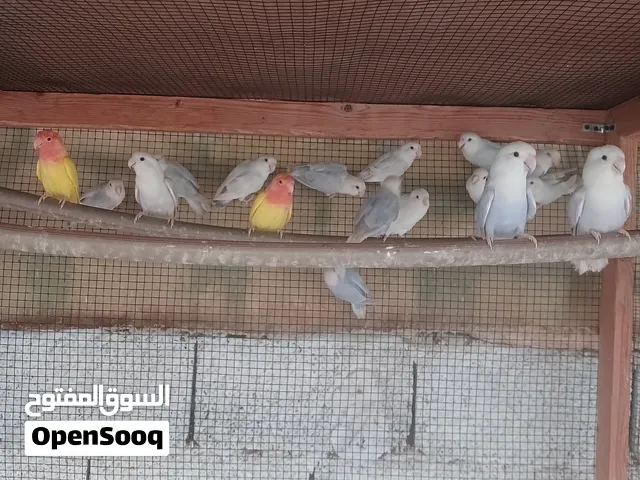 متوفر بفضل الله مجموعة بركديلو