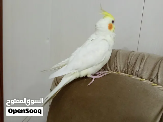 كوكتيل فول أليف