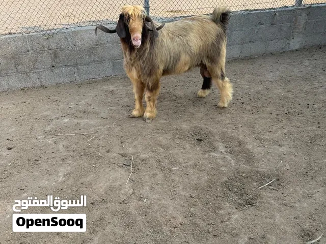 تبس من حلال بن سعيد