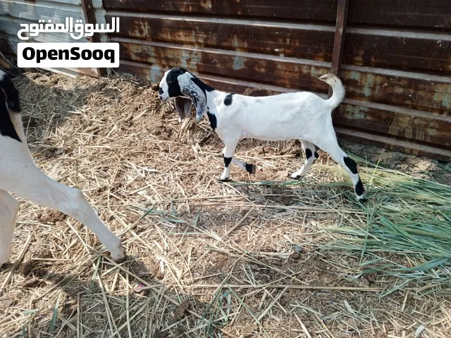 صخله يفره شاميه صلمه حلوه وشكاية توم