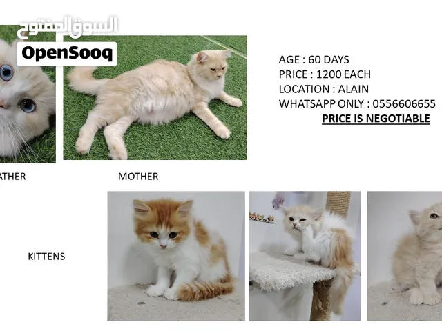 قطط مكس شيرازي وسكوتش كبيرة وصغيرة  في العين Adult cats and kittens  in al ain