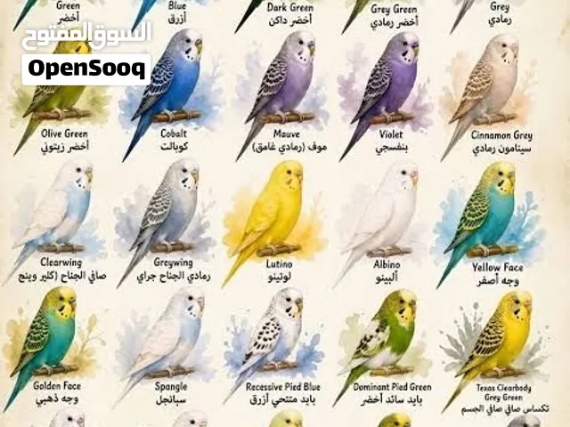 قص عصافير استرالى نورمال بالقفص ب2 زغاليل