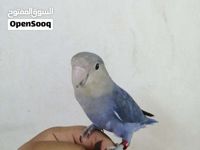 للبع لافبيرد أليف بلو أوبلاين