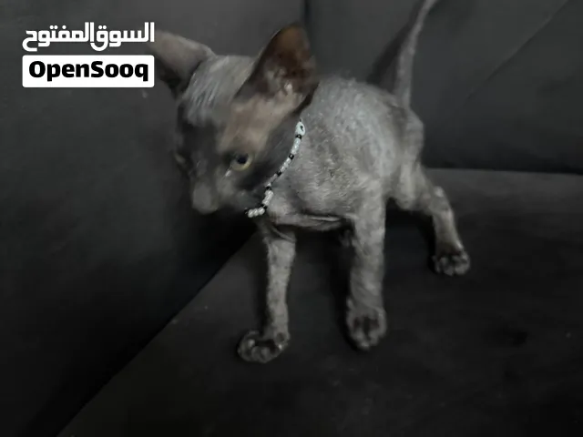 قط فرعوني نادر