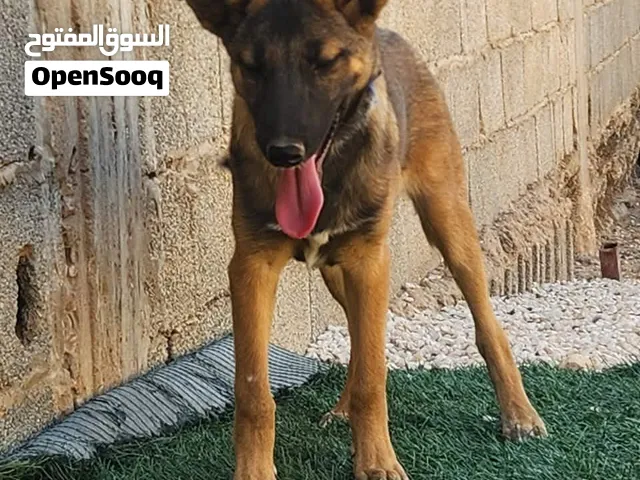 جروه تبارك الرحمن للبيع