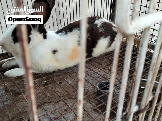 ذكر هجين بابيون مستوى عالي
