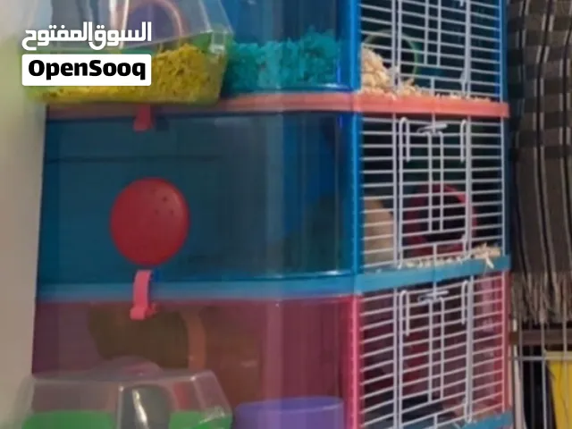 5 hamsters with cage and everything