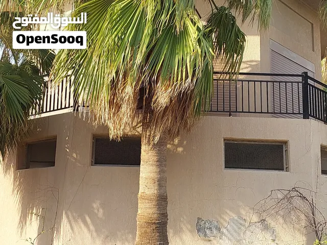 أشجار واشنطونيا وزيتون
