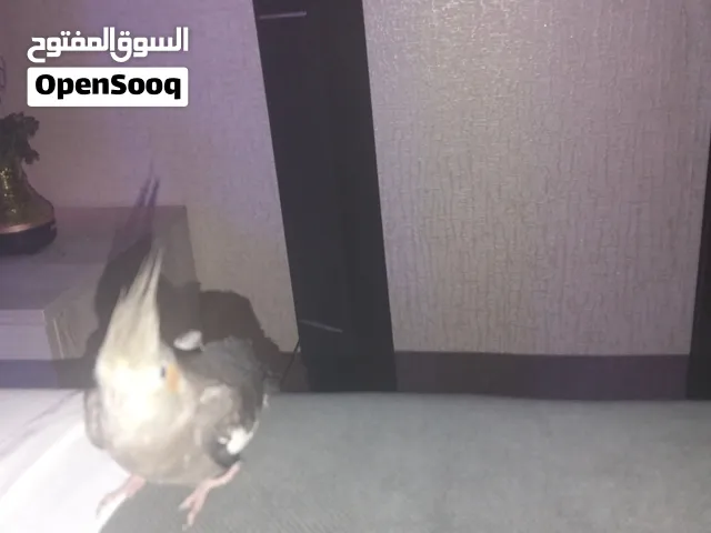طير كروان + زوج بادجي
