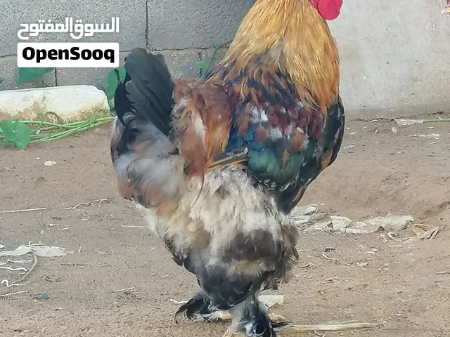 فراريج للبيع