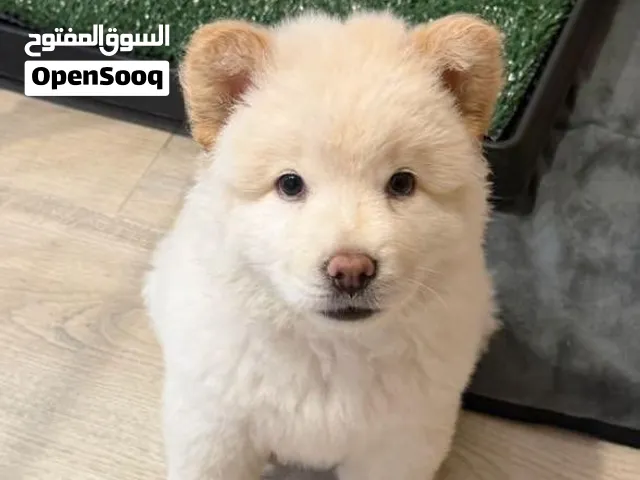 كلب تشاو تشاو
